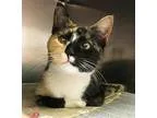 Adopt Fifi a Calico or Dilute Calico Calico  Mixed (short coat) 