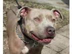 Adopt Napoleon a TanYellowFawn American Staffordshire Terrier  P