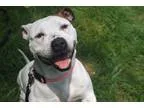 Adopt Sia a White Pit Bull Terrier  Mixed dog in Bristol CT (135