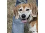 Adopt Camille a Tricolor (TanBrown and Black and White) Beagle  