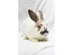 Adopt Augustin a Bunny Rabbit