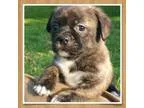Adopt Mal a Shih Tzu Boston Terrier