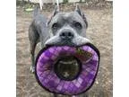 Adopt Spartacus a Cane Corso Mastiff