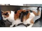 Adopt Tasha a Calico