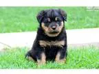 Champ - Rottweiler Male