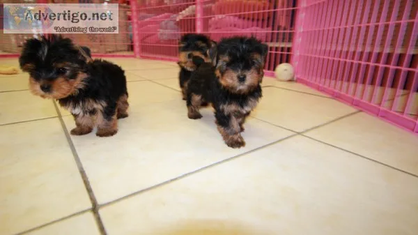 Yorkie Shih Tzu ShihPooMaltese Puppies For Sale