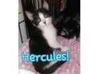 Adopt Baby Hercules a Tuxedo
