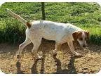 Adopt Greta a Australian Cattle Dog (Blue Heeler) Labrador Retri