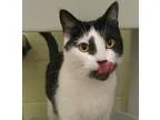 Adopt Paddy a All Black Domestic Shorthair  Mixed cat in Norfolk