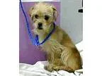 Adopt Lydia - FOSTER OR ADOPT a Brussels Griffon Terrier