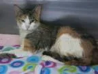 Adopt Samantha Sparklepants FREE TO ADOPT a Torbie Calico
