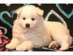 Enchanting MF Samoyed Puppies For Sale