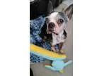 Adopt Elvis Gay a Boston Terrier