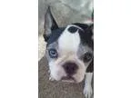 Adopt Lady KT a Boston Terrier