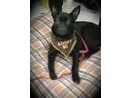 Adopt Piper a Black German Shepherd Dog  Mixed dog in cleveland 