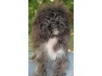 Adopt Ewok a Brindle - with White Shih Tzu  Japanese Chin  Mixed