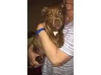 Adopt Penny a American Pit Bull Terrier  Mixed dog in Greensboro
