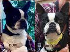 Adopt Gretchen and Duke a Black - with White Boston Terrier  Mix