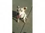 Adopt Stella a Dalmatian