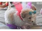 TINY Stunning Red Parti Maltipoo s