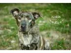 Adopt Ruskin a Brindle Shepherd (Unknown Type)  Mixed dog in Kan