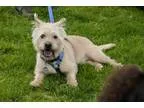 Adopt Jack a RedGoldenOrangeCh estnut Cairn Terrier  Mixed dog i