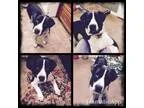 Adopt Sampson a Border Collie