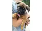 Adopt Lady a BrownChocolate - with Black Boxer  Mixed dog in Smi