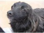 Adopt Maddy a Dachshund