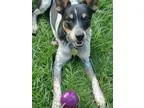 Adopt Danny a Australian Cattle Dog (Blue Heeler) Jack Russell T