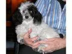 Adopt Gizmo a White - with Black Miniature Poodle Mixed dog in
