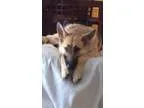 Adopt Esmae(CL) a German Shepherd Dog