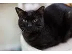 Adopt NELSON a Havana Brown  Mixed cat in Pt. Richmond CA (15171