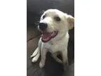 Adopt Lab Mix Puppies Girls and Boys a Black Labrador Retriever