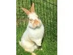 Adopt Skipper a White American  Mixed (medium coat) rabbit in Ne