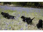 Registered Labradors