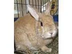 Adopt Rabbit 7 12 years Spayed female a Domestic Shorthair  Mixe
