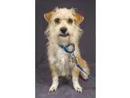 Adopt SERGE-PLAYFUL a Jack Russell Terrier Poodle