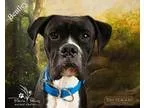 Adopt Bentley a Black - with White Boxer  Mixed dog in Ottawa KS