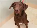 Adopt Bogart a Labrador Retriever  Mixed dog in Portland OR (152
