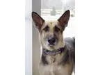 Adopt Layla a German Shepherd Dog