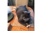 Adopt Jackson a Gray or Blue (Mostly) Domestic Shorthair (short 