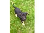 Adopt Roxy a Catahoula Leopard Dog