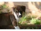 Adopt Baby a Boxer