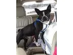 Adopt Mack Lake a Brindle - with White Boston Terrier  Mixed dog