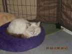 Adopt Drizzy A a Siamese Siamese