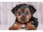 Ozzie - Male ACA Yorkie
