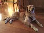 Adopt Warner a RedGoldenOrangeCh estnut Golden Retriever  Mixed 