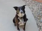 Adopt Jamie a Black - with Gray or Silver Labrador Retriever  Bl