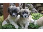 Sweet and Lovely Male and Female Coton de Tulear